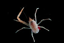 Gravid squat lobster (Galatheid). Collected from coral sea mount near Dragon vent field on SW Indian Ridge, Indian Ocean.