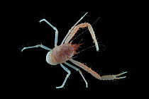 Squat lobster (Galathea sp.) from coral sea mount. Collected from coral sea mount near Dragon vent field on SW Indian Ridge, Indian Ocean.