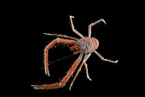 Squat lobster (Galathea sp.) from coral sea mount. Collected from coral sea mount near Dragon vent field on SW Indian Ridge, Indian Ocean.
