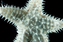 Starfish (Asteroid) from coral seamount. Collected from coral sea mount near Dragon vent field on SW Indian Ridge, Indian Ocean.