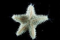 Starfish (Asteroid) with sensory and locomotive hydraulic tube feet extended. Collected from coral sea mount near Dragon vent field on SW Indian Ridge, Indian Ocean.