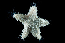 Starfish (Asteroid) with sensory and locomotive hydraulic tube feet extended. Collected from coral sea mount near Dragon vent field on SW Indian Ridge, Indian Ocean.