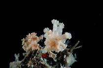 Stoloniferous coral. Collected from coral sea mount near Dragon vent field on SW Indian Ridge, Indian Ocean.
