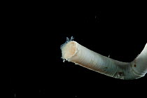 Tube worm (Polychaete). Collected from coral sea mount near Dragon vent field on SW Indian Ridge, Indian Ocean.