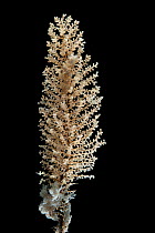Thouarella sp. (Primnoidae). Collected from coral sea mount near Dragon vent field on SW Indian Ridge, Indian Ocean.