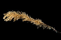 Thouarella sp. (Primnoidae), a commensal polychaete. Collected from coral sea mount near Dragon vent field on SW Indian Ridge, Indian Ocean.
