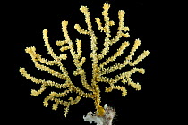 Acanthogorgiidae coral. Collected from coral sea mount near Dragon vent field on SW Indian Ridge, Indian Ocean.