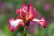 Iris germanica var, cultivated, Germany