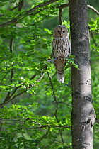 Ural owl (Strix uralensis) perched in tree, Bavarian Forest National Park, Bavaria, Germany