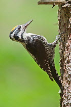 Three toed Woodpecker (Picoides tridactylus), with insects in its bill, Bavarian Forest National Park, Bavaria, Germany
