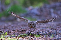 Ural owl (Strix uralensis) flying low over the ground, Bavarian Forest National Park, Bavaria, Germany