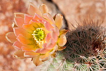 Echinocereus x roetteri cactus in flower (Cactaceae) cultivated, Germany