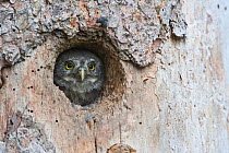 Pygmy owl (Glaucidium passerinum) looking out of its tree hole, Carinthia, Austria