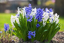 Garden hyacinths, white and blue (Hyacinthus orientalis)  Lower Saxony, Germany