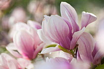 Magnolia Soulangiana var cultivated in Botanical Garden Brunswick, Germany