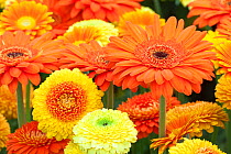 Gerbera, orange and yellow cut flowers, Germany