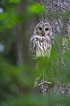 Ural owl (Strix uralensis) Bavarian Forest National Park, Bavaria, Germany