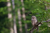 Ural owl (Strix uralensis) Bavarian Forest National Park, Bavaria, Germany