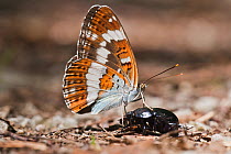 White admiral butterfly (Limenitis camilla) on a beetle, Querumer Forest, Brunswick, Lower Saxony, Germany