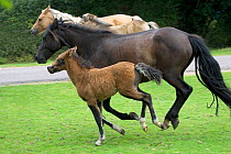 New Forest ponies, mares and foal running during the annual round-up /drift, near Fritham, New Forest National Park, Hampshire, England, September 2004