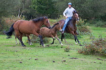 New Forest ponies, commoner rounding up mare and foal during the annual round-up / drift, near Brockenhurst, New Forest National Park, Hampshire, England, September 2004