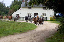 New Forest ponies, herd running past house during the annual round-up / drift, near Brockenhurst, New Forest National Park, Hampshire, England, September 2004