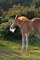 New Forest pony, foal chewing on discarded litter, Whitefield Moor, New Forest National Park, Hampshire, UK, June