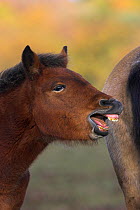 New Forest pony, well grown foal showing teeth, Whitefield Moor, near Brockenhurst, New Forest National Park, Hampshire, UK, November