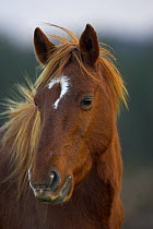 New Forest Pony, mare with question mark shaped white blaze, New Forest National Park, Hampshire, UK, November