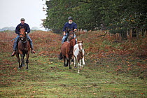 Commoners rounding up New Forest ponies during the annual round-up / drift, beside Amberwood Inclosure, New Forest National Park, Hampshire, UK, October 2010