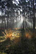 Light rays through Scots pine woodland (Pinus sylvestris) and mist, near the Rhinefield Ornamental Drive, New Forest National Park, Hampshire, UK, November 2007