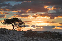 Scots pine tree (Pinus sylvestris) at sunrise with frosty heathland and grassland, Longslade Bottom, New Forest National Park, Hampshire, UK, December 2007