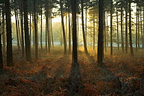 Light rays through Scots pine woodland (Pinus sylvestris) and mist, Great Linford Inclosure, New Forest National Park, Hampshire, UK, February 2008