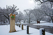 New Forest National Park road sign in snow with New Forest pony in the background, Moyles Court, near Ringwood, Hampshire, UK, April 2008