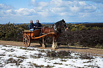 Horse and cart on snow covered heathland, Hampton Ridge, New Forest National Park, Hampshire, UK, April 2008