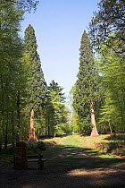 Giant redwood / Sequoia trees (Sequoiadendron giganteum) in the Rhinefield Ornamental Drive, New Forest National Park, Hampshire, UK, May