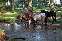 New Forest ponies and foal by the Ober Water stream, Ober Corner, near Brockenhurst, New Forest National Park, Hampshire, UK, May 2008