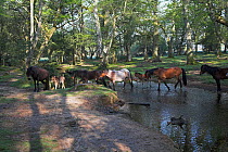 New Forest ponies and foals crossing the Ober Water stream, Ober Corner, near Brockenhurst, New Forest National Park, Hampshire, UK, May 2008