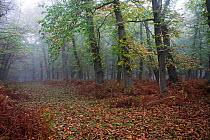 Sweet chestnut (Castanaea sativa) trees in autumn mist, Backley Inclosure, New Forest National Park, Hampshire, UK, October
