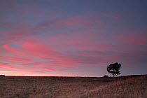 Silhouette of Scots pine tree (Pinus sylvestris) at sunset, Ridley Plain, New Forest National Park, Hampshire, UK, November