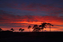 Silhouette of Scots pine trees (Pinus sylvestris) at sunset, Ridley Plain, New Forest National Park, Hampshire, UK, November