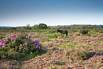New Forest ponies and flowering Rhododendron (Rhododendron pontecumon) Backley Holmes, New Forest National Park, Hampshire, UK, June 2009