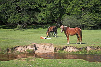New Forest ponies and foal beside the Mill Lawn Brook and woodland, Redrise Hill, New Forest National Park, Hampshire, UK, June 2009