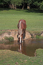 New Forest pony drinking from the Mill Lawn Brook, Redrise Hill, New Forest National Park, Hampshire, UK, June 2009