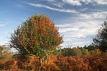 Holly tree (Ilex aquifolium) covered in berries, Fulliford Bog, New Forest National Park, Hampshire, UK, October 2009