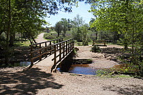 Footbridge over Ober Water stream in Beech woodland in spring, Rhinefield Walk, New Forest National Park, Hampshire, UK, May 2010
