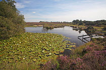 White water lilies (Nymphaea alba) on heathland pond, Broomy Plain, New Forest National Park, Hampshire, UK, September 2010