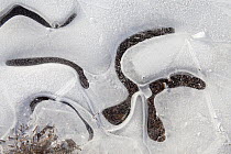 Ice patterns on puddles, Linwood, New Forest National Park, Hampshire, UK, January