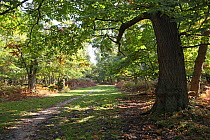 Path through woodland with Sweet chestnut trees (Castanea sativa), Backley Inclosure, New Forest National Park, Hampshire, UK, October 2010