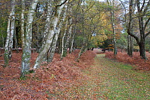 Silver birch trees (Betula pendula) at the edge of Bratley Wood, New Forest National Park, Hampshire, UK, November 2010